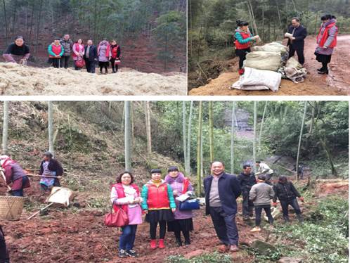 烟草学院科技特派员桑维钧教授到赤水指导竹林林下竹荪栽培